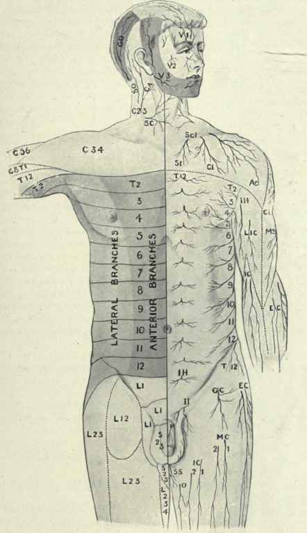 Fig. 486.   Diagram of distribution of cutaneous nerves, based on figures of Hasse and of Cunningham. On right side, areas supplied by indicated nerves are shown; on left side, points at which nerves pierce the deep fascia. V1, V2, V3, divisions of fifth cranial nerve; GA, great auricular; GO, SO, greater and smaller occipital; SC, superficial cervical; St, CI, Ac, sternal, clavicular, and acromial branches of supraclavicular (Sc/); Ci, circumflex: MS, musculospiral; IH, intercostohumeral; LIC, IC, lesser internal and internal cutaneous; EC, external cutaneous; IH, iliohypogastric; II, ilio inguinal; T12. last thoracic; GC, genitocrural; EC, external cutaneous; ML , middle cutaneous; IC internal cutaneous; P, pudic; SS, small sciatic; 0, obturator; C, T, L, and S, cervical, thoracic, lumbar, and spinal nerves. (Piersol).