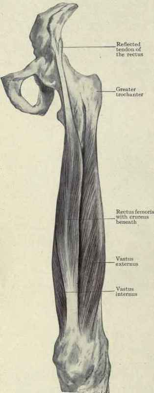 Fig. 529.   The quadriceps extensor muscle of the thigh.