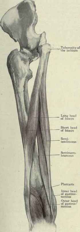 Fig. 530.   The flexor muscles of the thigh.