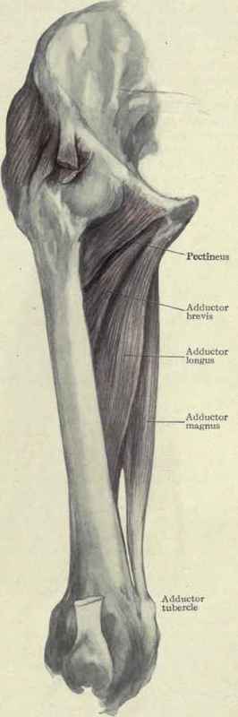 Fig. 531.   Adductor muscles of the thigh.