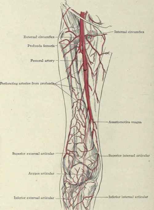 Fig. 535.   Collateral circulation after ligation of femoral artery.