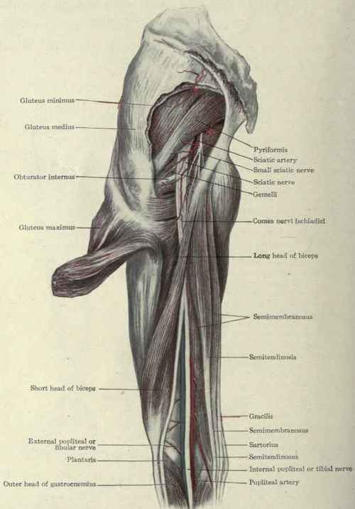Fig. 537.   Sciatic nerve and structures of the posterior portion of the thigh.
