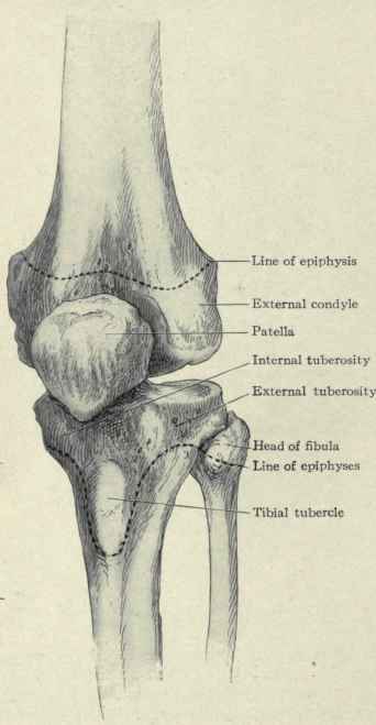 Fig. 544.   Antero external view of the bones of the knee.
