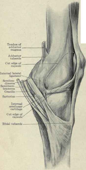 Fig. 546.   View of the inner side of the knee joint; the capsule has been cut away from the edge of the patella to the internal lateral ligament, exposing the interior of the joint.