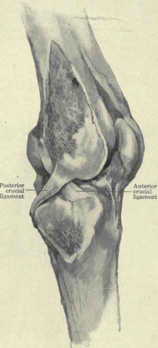 Fig. 548.   The crucial ligaments exposed by sawing off the inner surfaces of the femur and tibia.