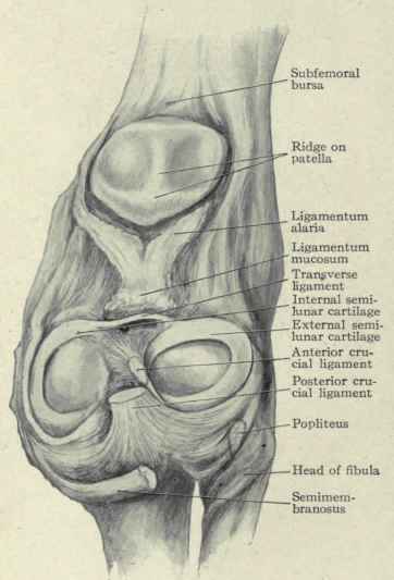 Fig. 549.   View of the interior of the knee joint, looking forward.