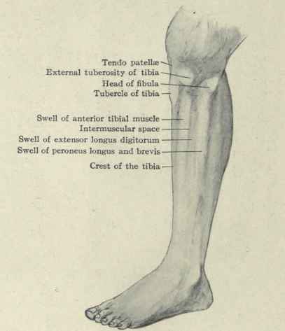 Fig. 558.   Surface anatomy of the leg.