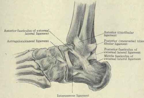 Fig. 570.   Ligaments of the outer side of the ankle.