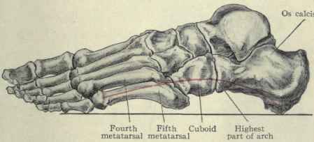 Fig. 580.   The outer arch of the foot