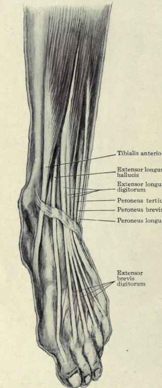 Fig. 588.   The foot in an abducted or pronated position.