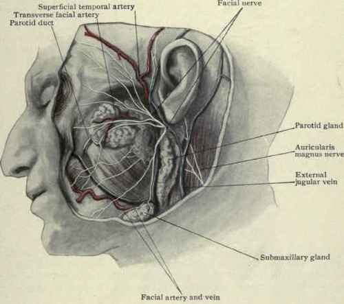 Fig. 60.   Parotid gland and structures of the side of the face.