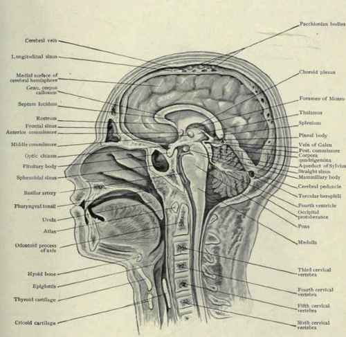 Fig. 607.   Median sagittal section of the head and neck.