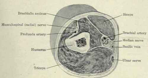 Fig. 612.   Transverse section through the lower third of the arm.