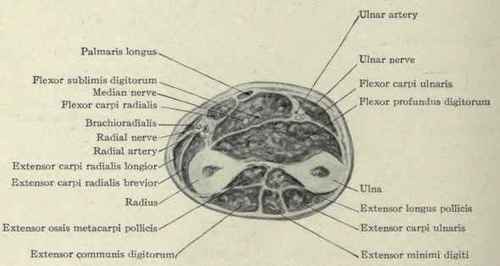 Fig. 616.   Transverse section about the middle of the forearm.