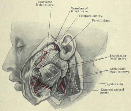 Fig. 62.   Structures in relation with the parotid gland.