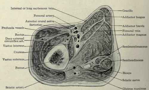 Fig. 621.   Transverse section of thigh high up through Scarpa's triangle.