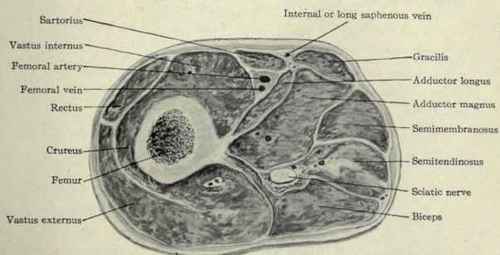 Fig. 623.   Section of thigh about the middle.