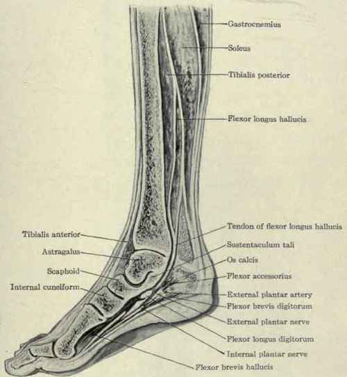 Fig. 630.   Anteroposterior section through the tibia and first metatarsal bone
