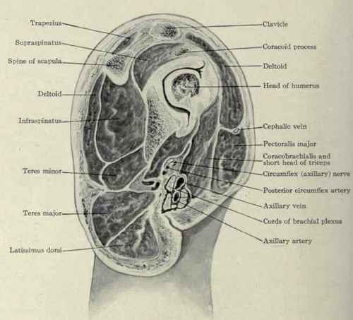 Fig. 6io.   Sagittal section through the left shoulder.