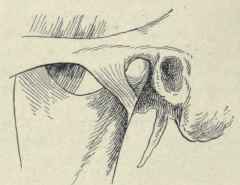 Fig. 73.   External lateral ligament of the lower jaw.