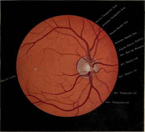 Fig. 95. Normal Human Fundus Oculi, Showing Optic Papilla And Blood Vessels; Also The Macula Lutea.