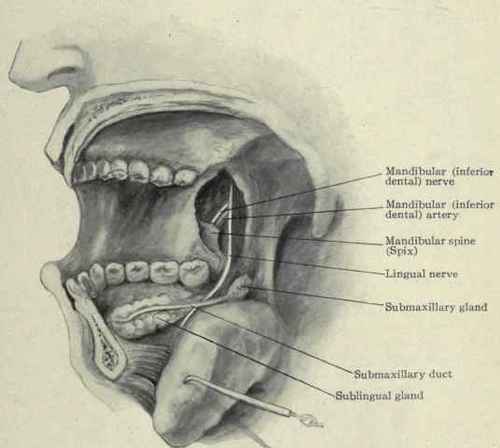 FlG. 146.   View of mandibular and lingual nerves from within.