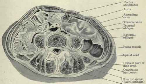 Pig. 619.   Horizontal transverse section through the body of the fourth lumbar vertebra.