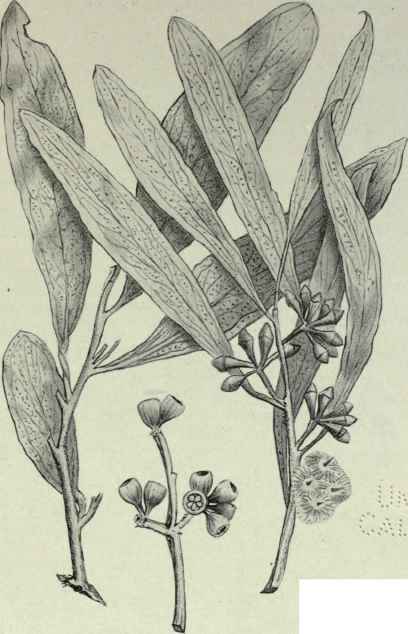 101 Eucalyptus odorata 166