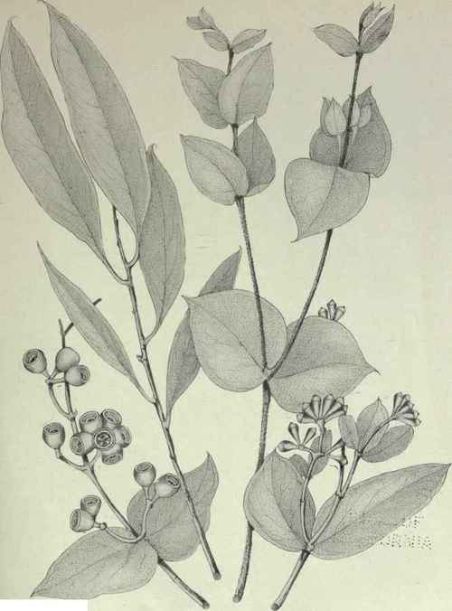 105 Eucalyptus Risdoni 171
