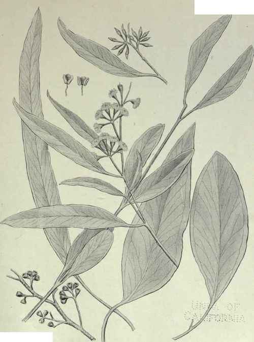 119 Eucalyptus Woollsiana 186