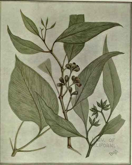 121 Eucalyptus hemiphloia 188