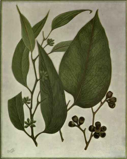 144 Eucalyptus obliqua 217