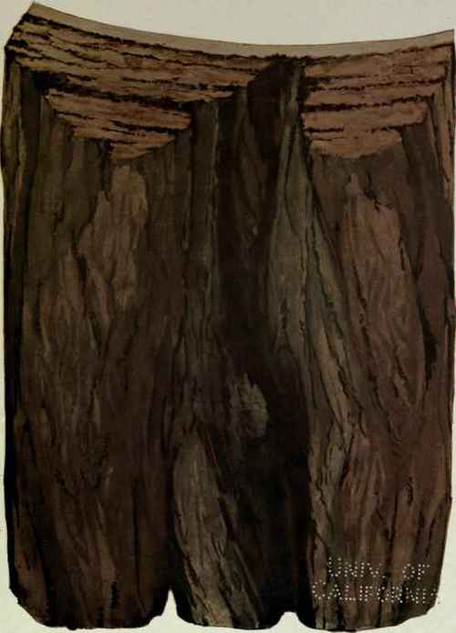 145 Eucalyptus crebra 219