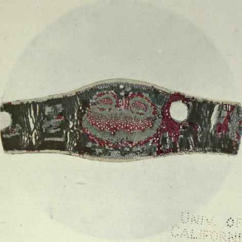 147 Eucalyptus melanophloia 222