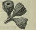 154 Eucalyptus Luehmanniana 229