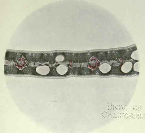 157 Eucalyptus Sieberiana 233