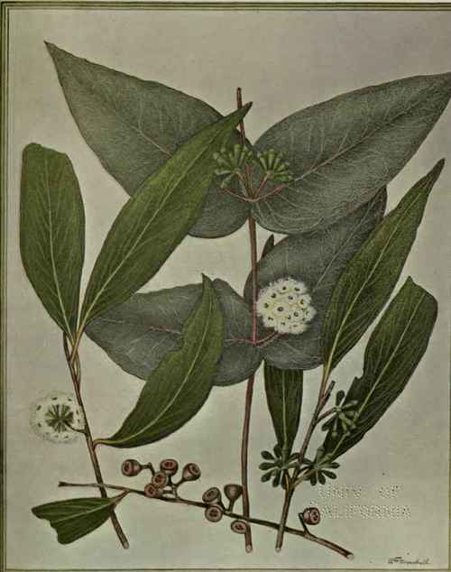 165 Eucalyptus dives 244