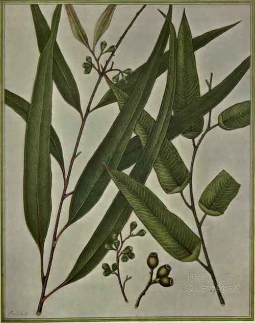174 Eucalyptus Marsdeni 259