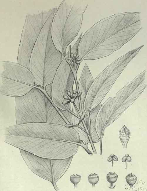 19 Eucalyptus I vopinea 44