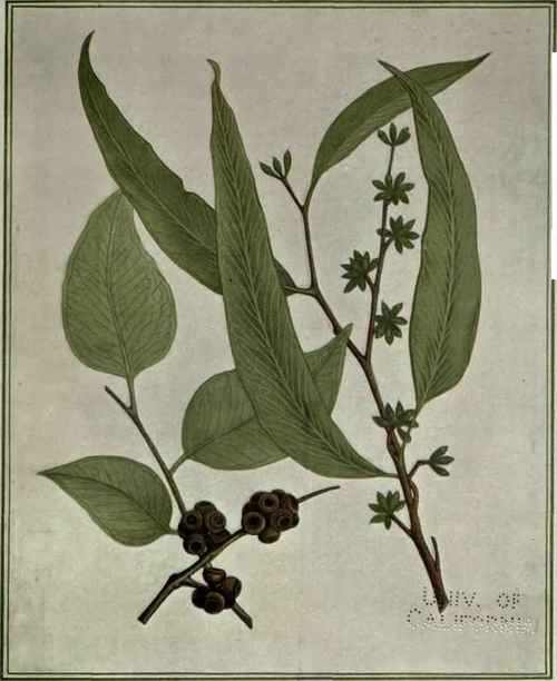 23 Eucalyptus eugenioides 50