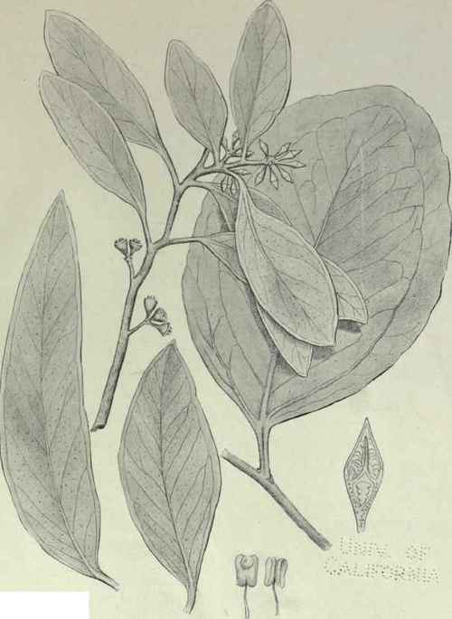 57 Eucalyptus camphora 88