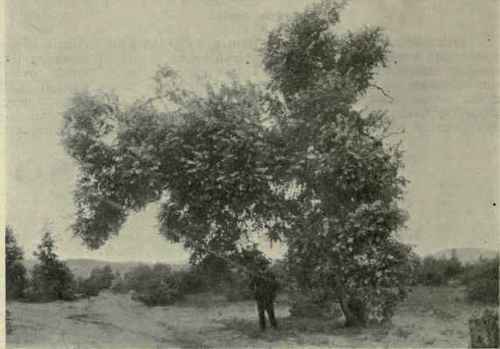 60 Eucalyptus cinerea 94