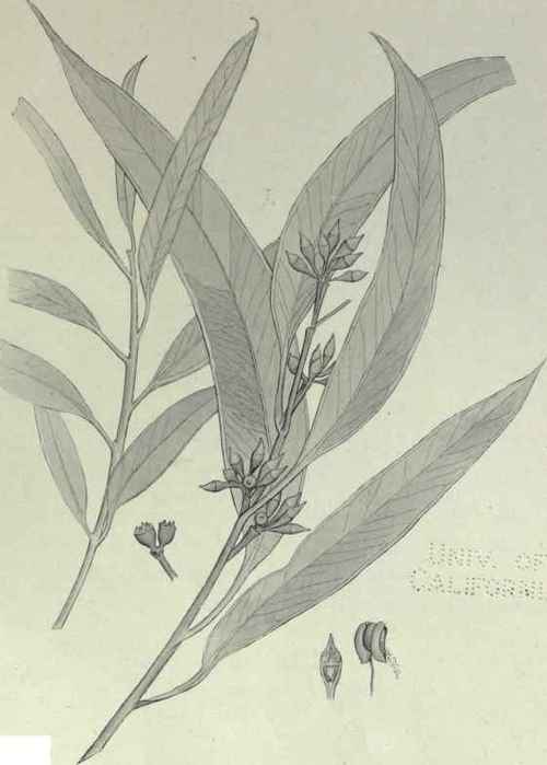 61 Eucalyptus dealbata 96