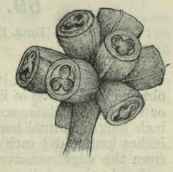 68 Eucalyptus platypus 105