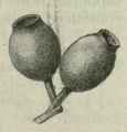 7 Eucalyptus Intermedia 29