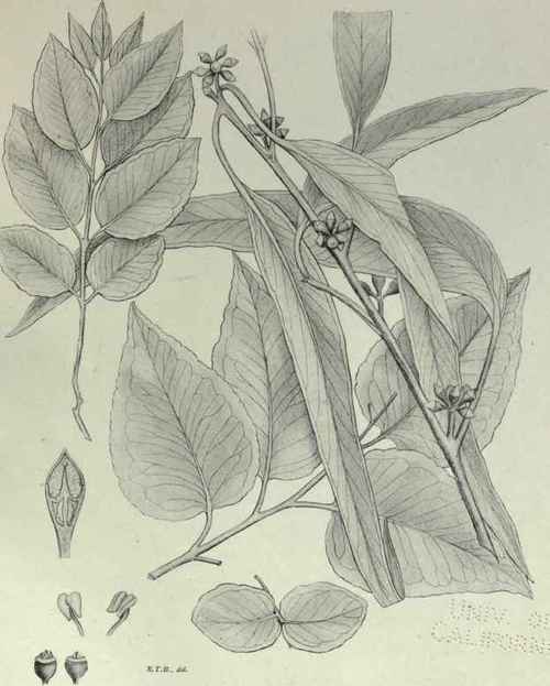 74 Eucalyptus Bridgesiana 116