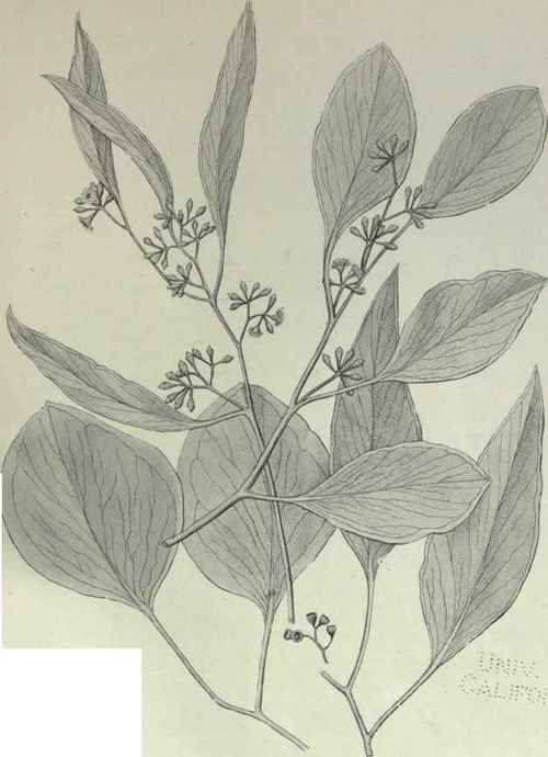 75 Eucalyptus populifolia 118