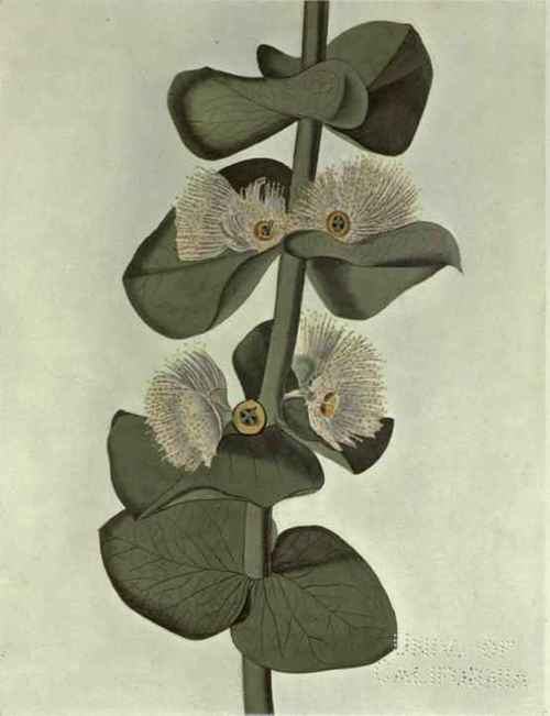 79 Eucalyptus pulverulenta 125