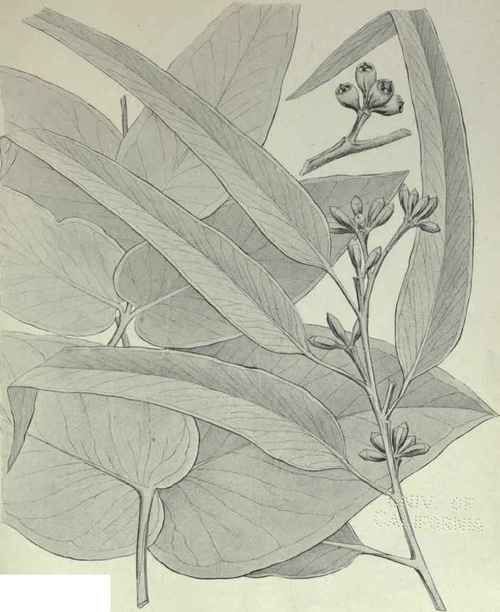 87 Eucalyptus goniocalyx 137