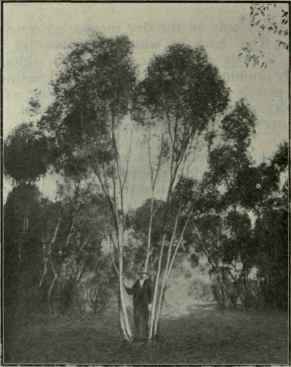 98 Eucalyptus dumosa 157